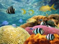 Colorful Corals and Tropical Fish
