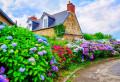 Hydrangeas in a Small French Village