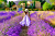 Woman in Blooming Lavender Fields